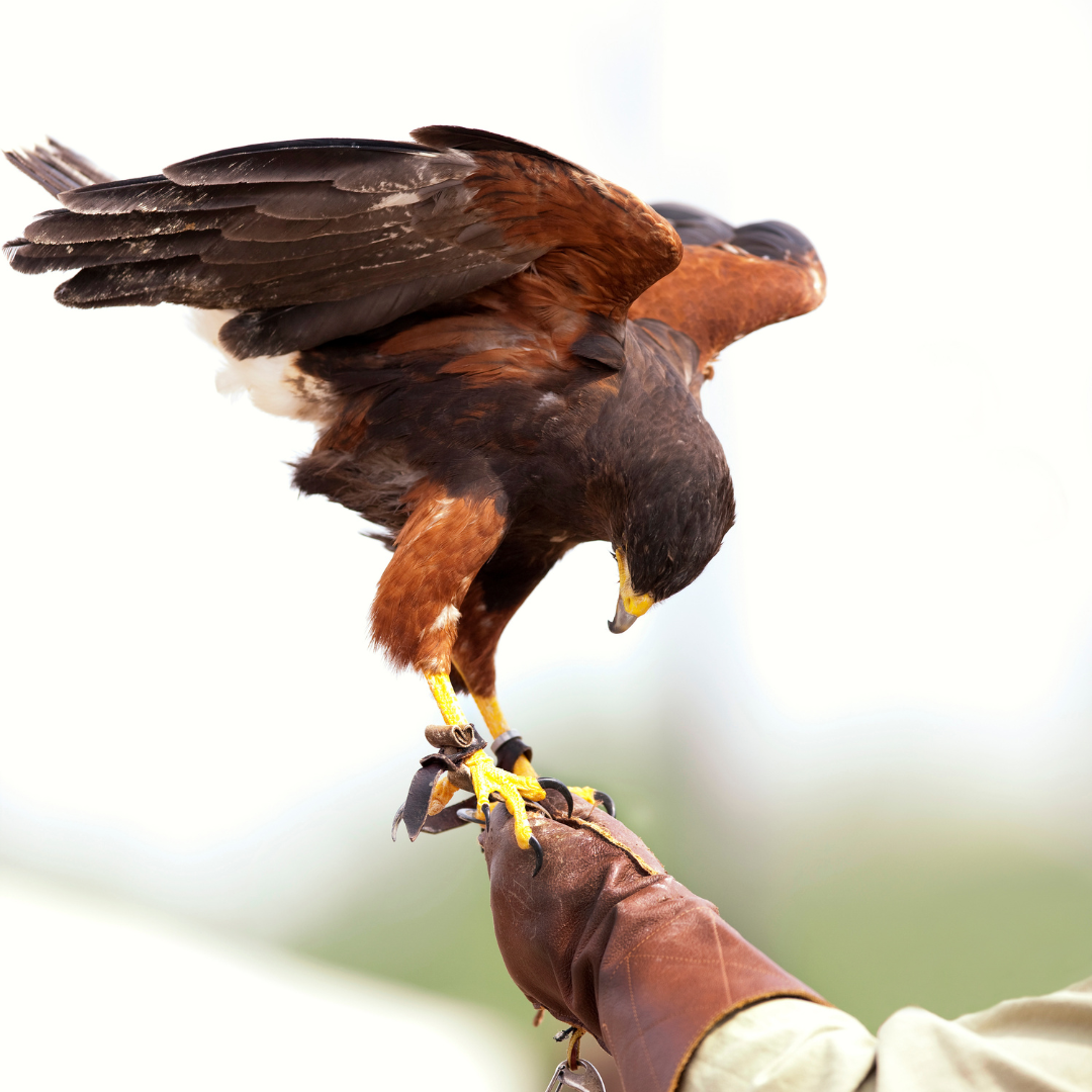 la magia del falco