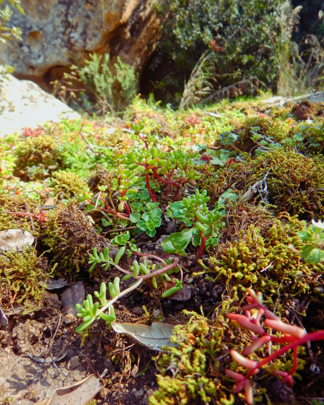 Flora