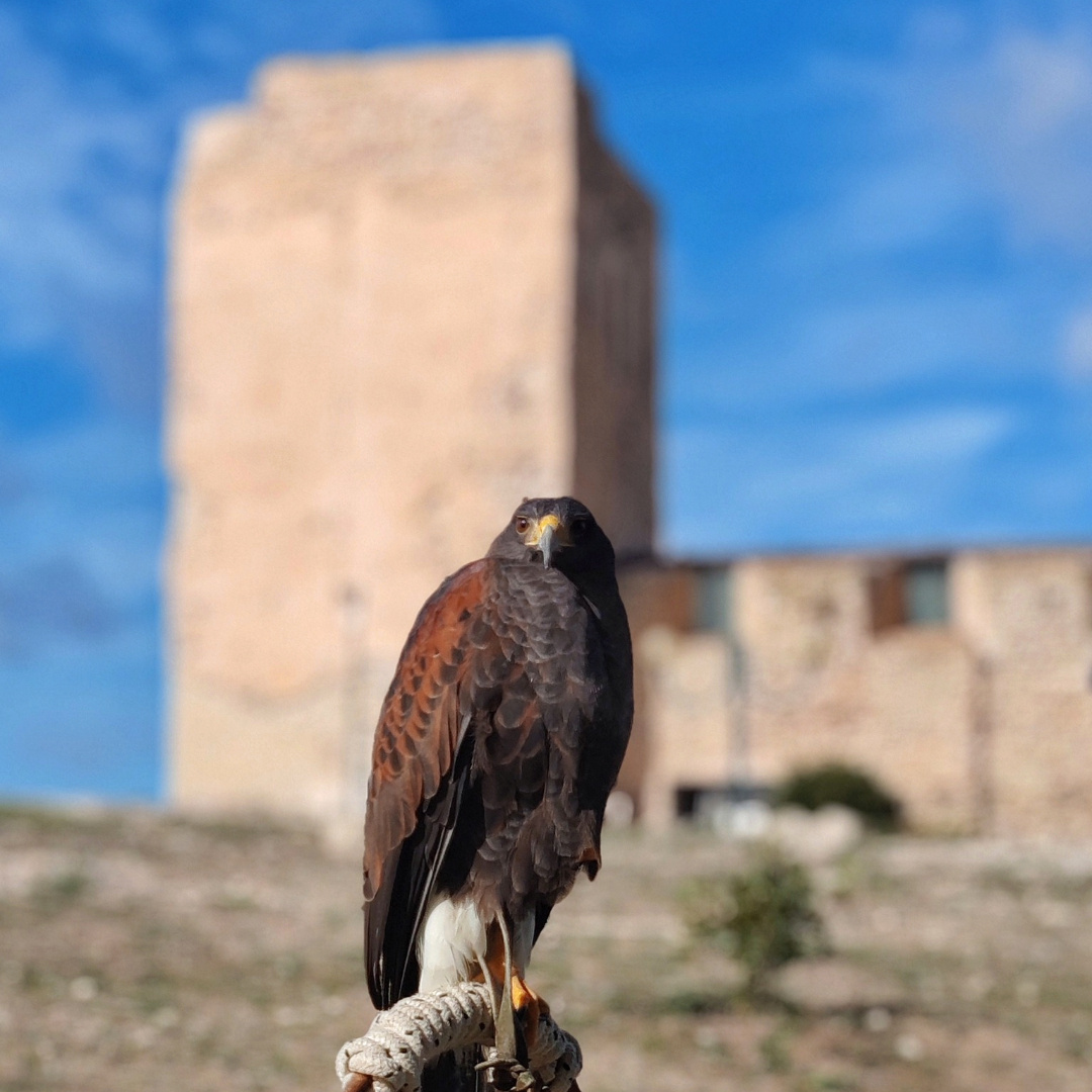la magia del falco