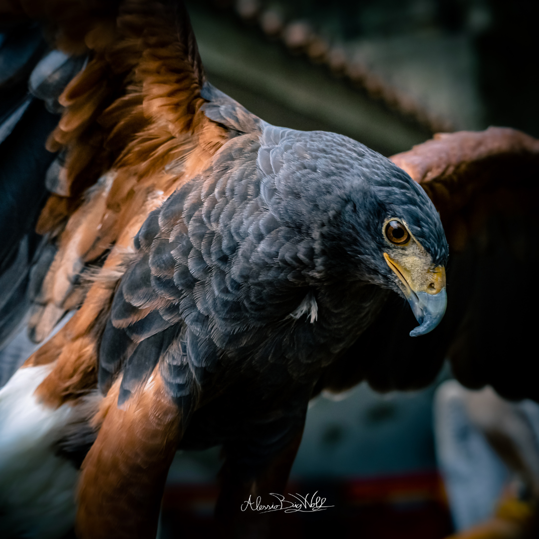 La magia del falco