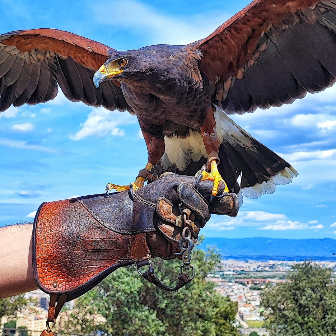 La magia del falco