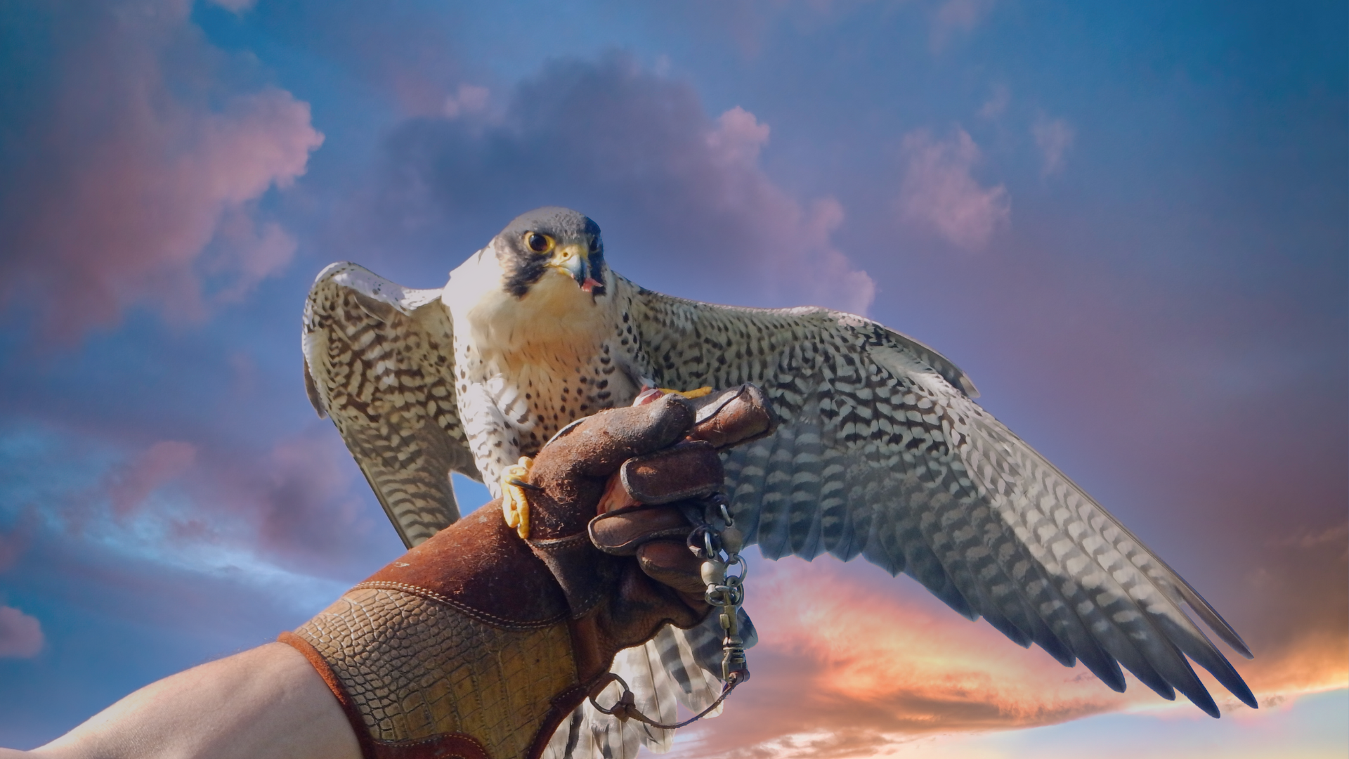 La Magia del Falco